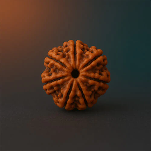 Panch Mukhi-Five-Faced Rudraksha - Lab Certified (Without Mala) - Image 3