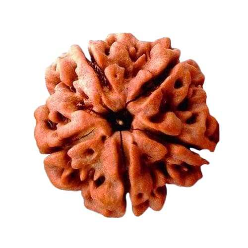 Panch Mukhi-Five-Faced Rudraksha - Lab Certified (Without Mala) - Image 4