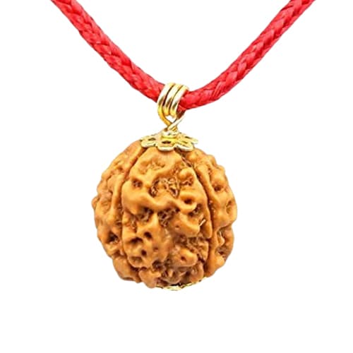 Panch Mukhi-Five-Faced Rudraksha - Lab Certified (Without Mala) - Image 5