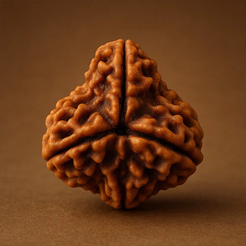 Teen Mukhi Three-Faced Nepali Rudraksha - Lab Certified (Without Mala) - Image 3