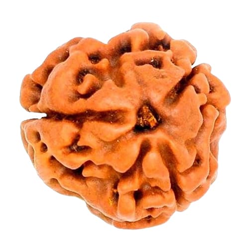 Teen Mukhi Three-Faced Nepali Rudraksha - Lab Certified (Without Mala) - Image 4