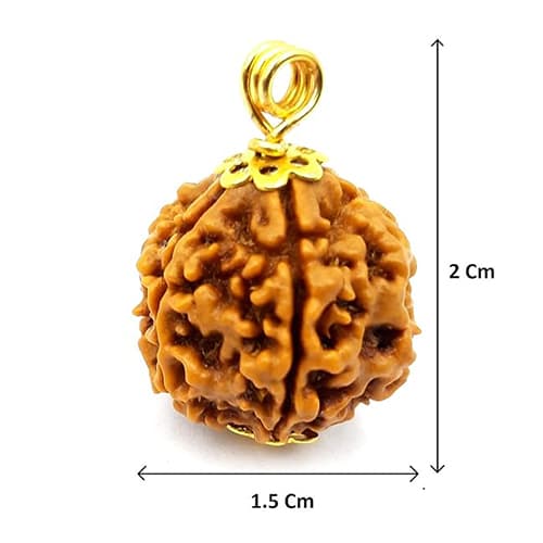 Teen Mukhi Three-Faced Nepali Rudraksha - Lab Certified (Without Mala) - Image 6